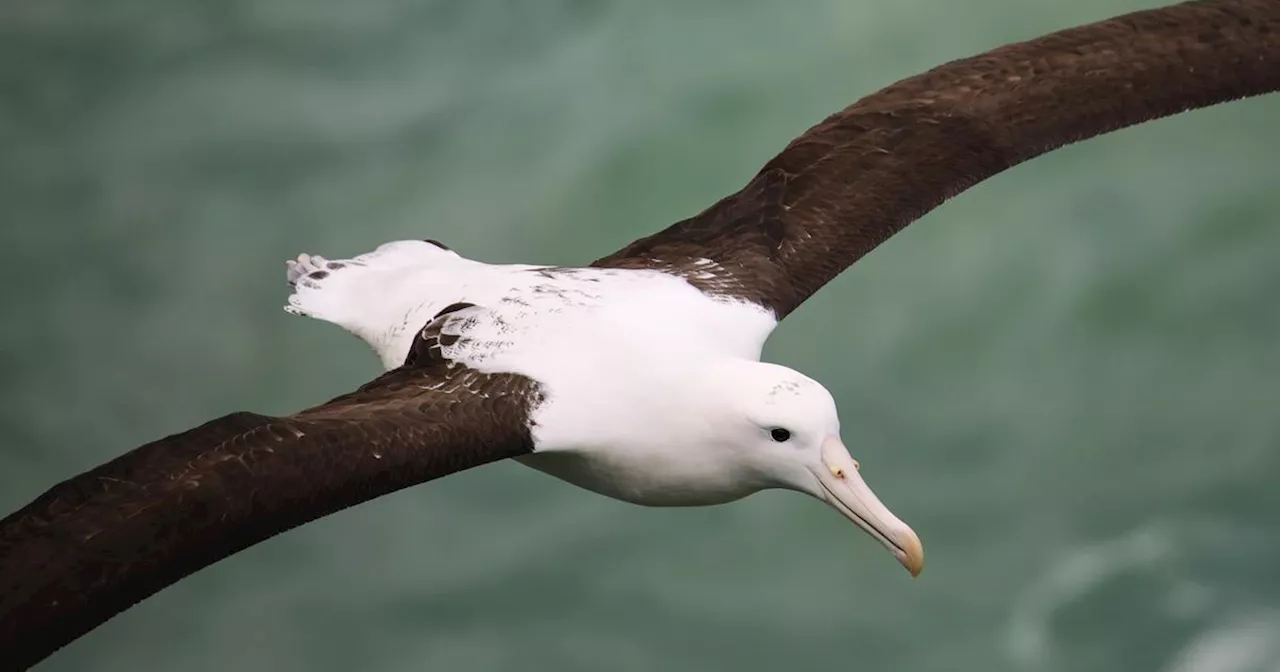 Pacifique : le plus vieil oiseau sauvage connu au monde pond un œuf... à 74 ans