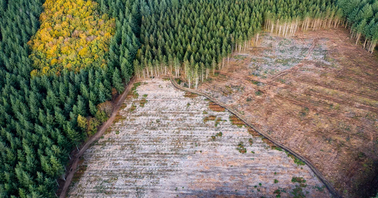 «Nous adaptons la forêt à nos machines et à nos plans financiers»