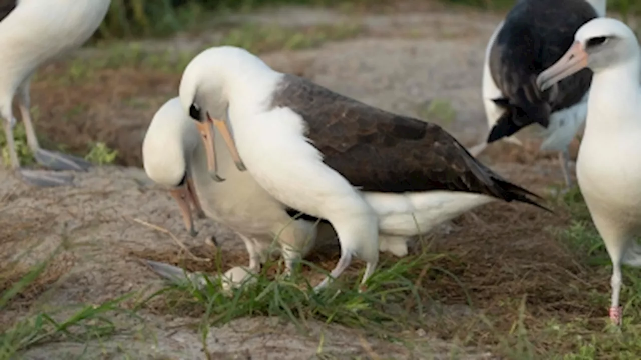 At 74, the world’s oldest wild bird, Wisdom the albatross, preps for parenthood again