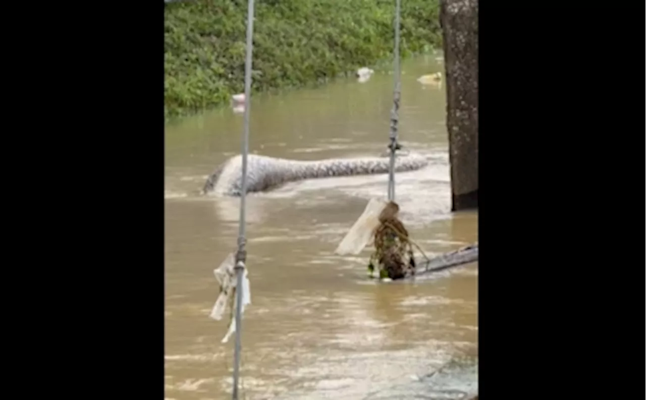 Slithering spectacle: Giant python with bulging stomach spotted floating in Thailand floodwaters after reportedly eating a dog (VIDEO)