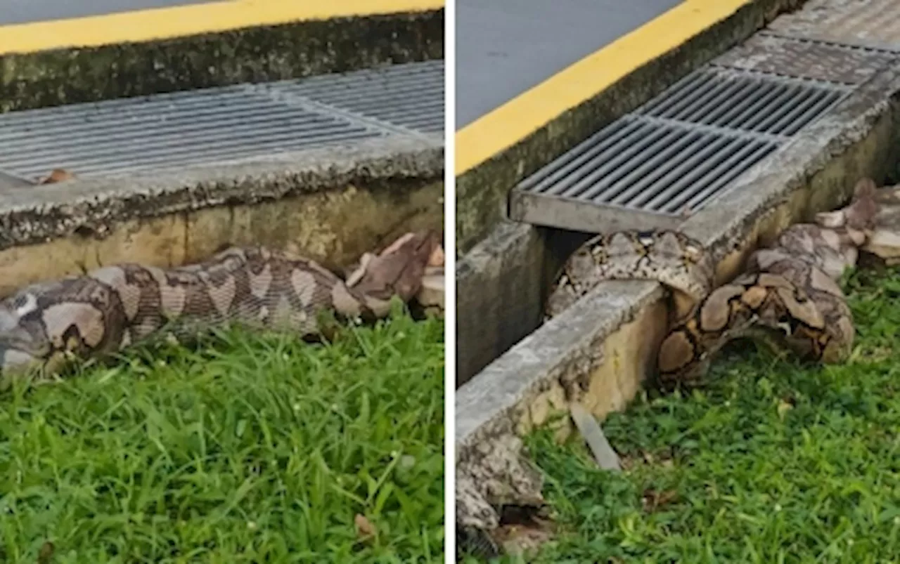 Snake drama in Singapore: Python in Eunos swallows and regurgitates cat, removed by NParks for monitoring, assessment