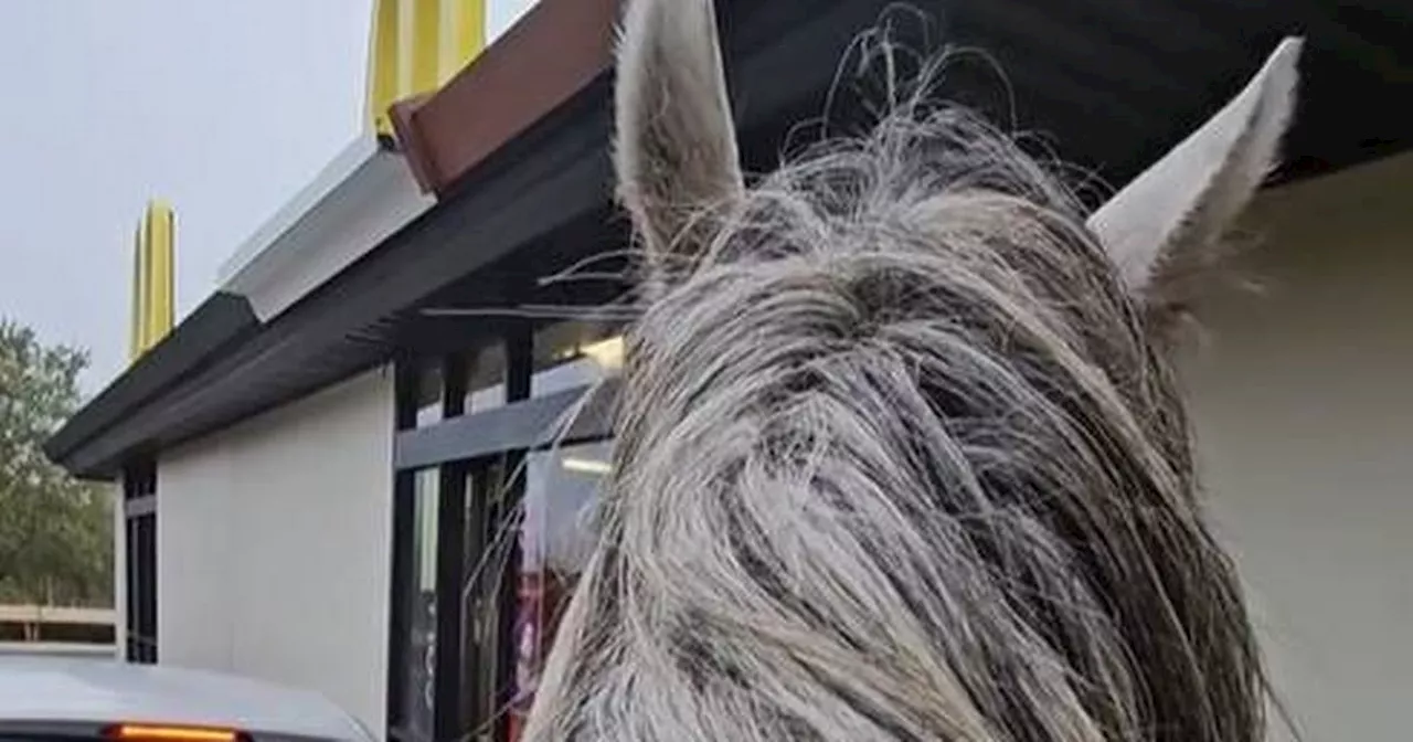 McDonald's fan rides through Drive Thru on horse to test if he can get served