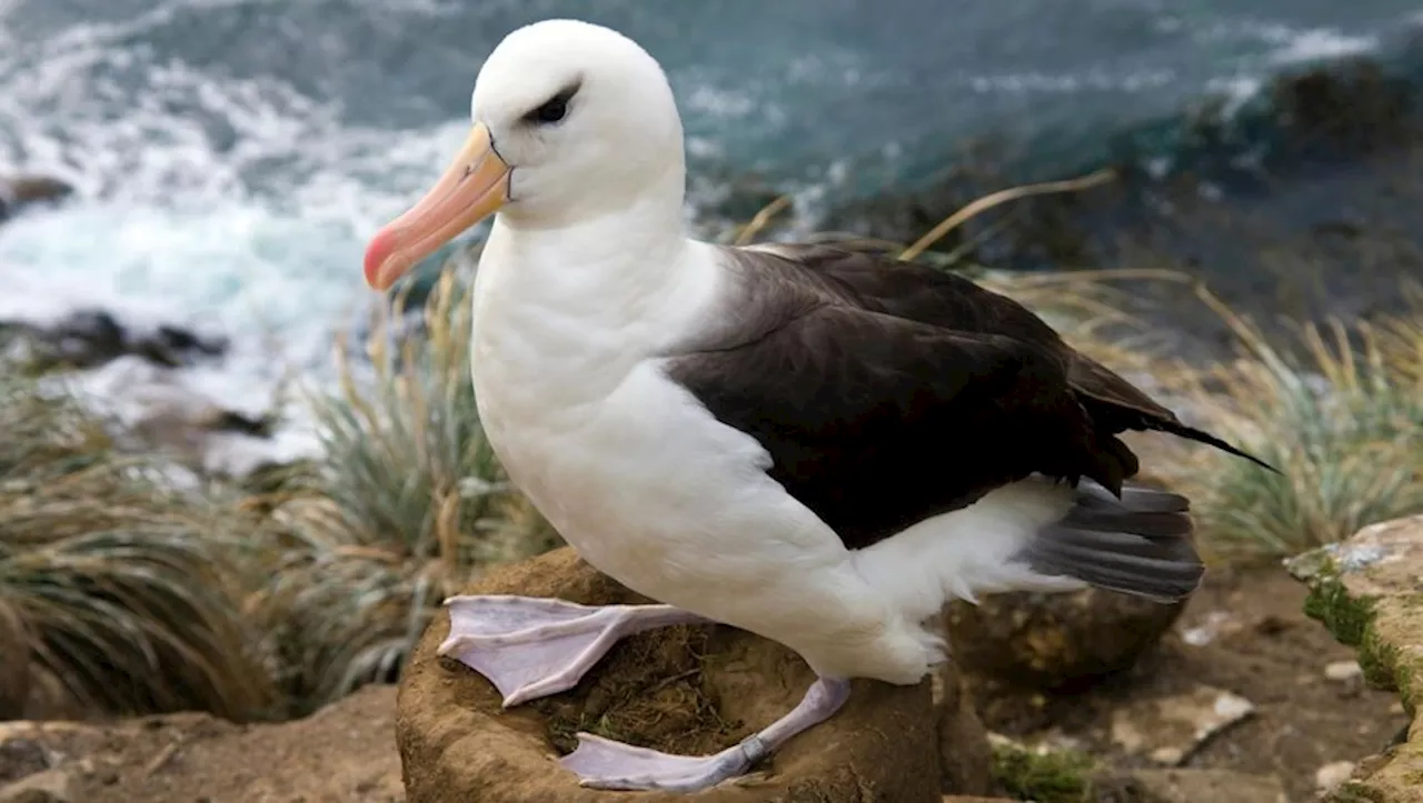 EN IMAGES. À 74 ans, elle va redevenir maman : qui est Wisdom, cette femelle albatros qui va être l’oiseau le