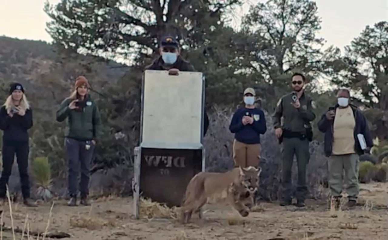 Mountain lion back in the wild after animal attack, care from SD Humane Society