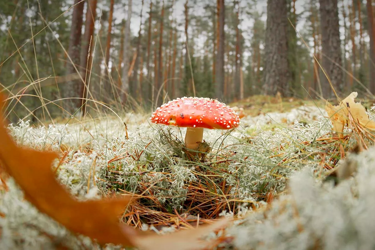 Fungi transplant aims to restore soil species for healthy tree growth