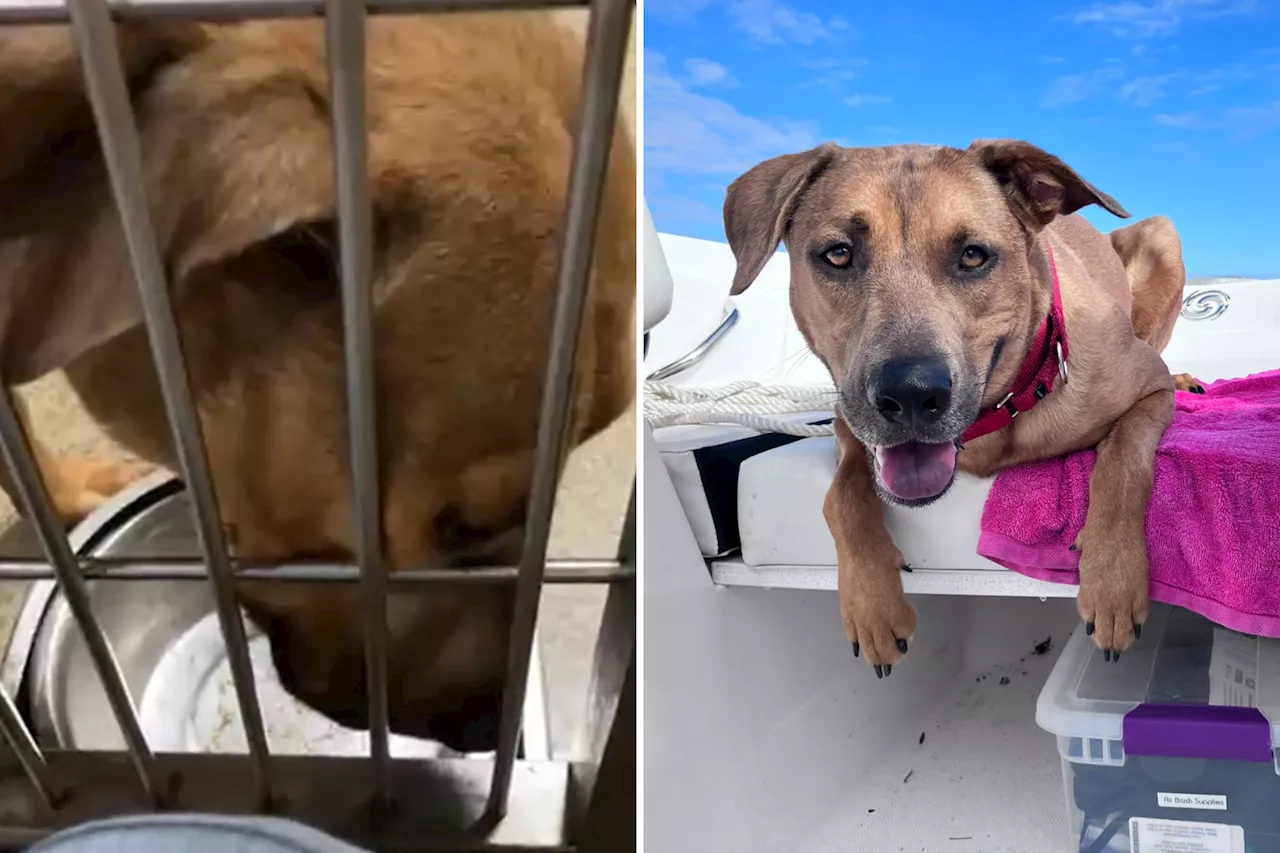 Rescue Dog Living Best Life After Adoption Wins Pet of the Week