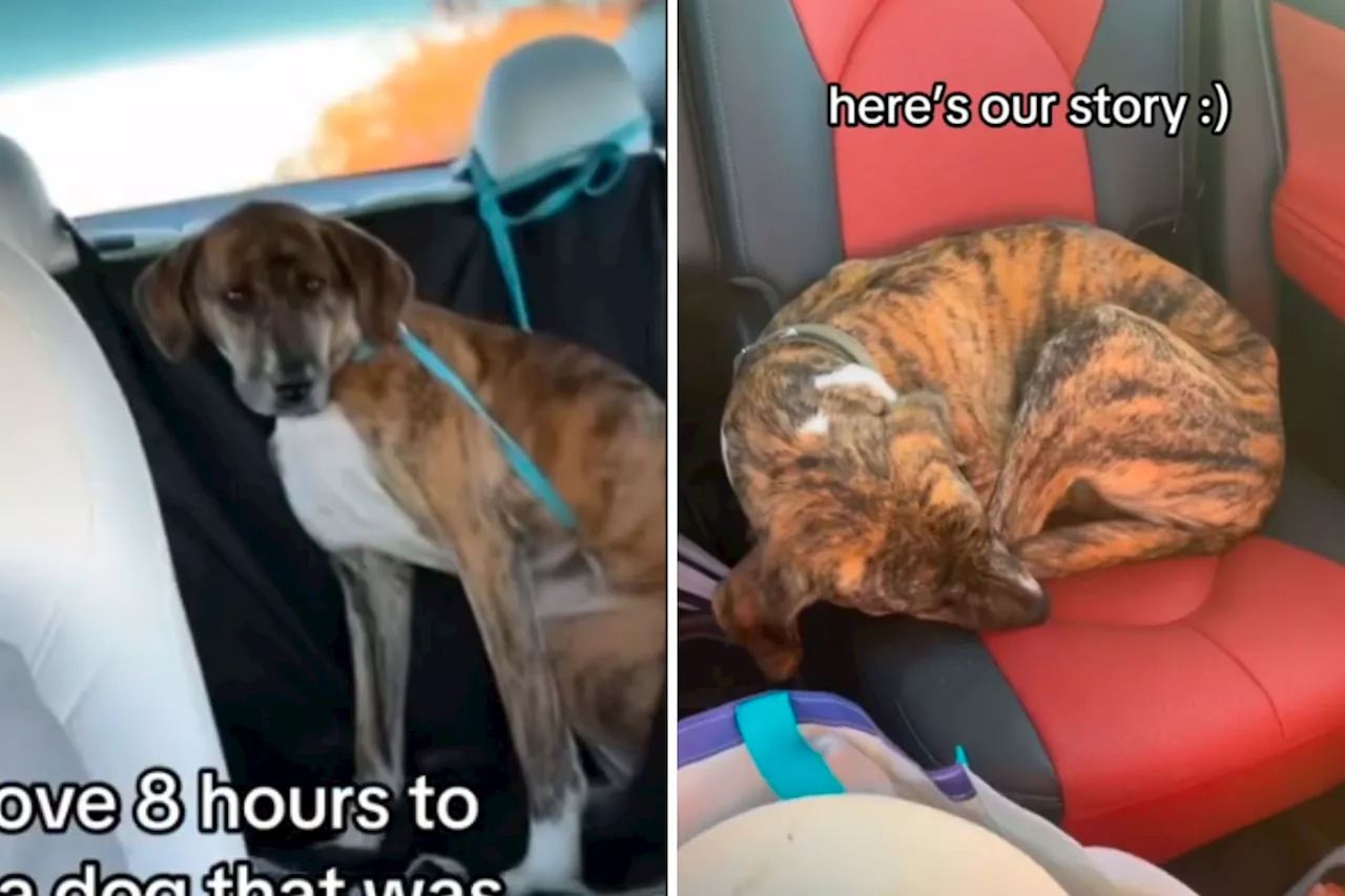 Shelter Workers Rescue Stray Dog, Not Prepared for What Microchip Reveals