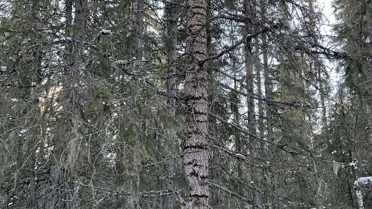 Ett tack till den tretåiga hackspetten