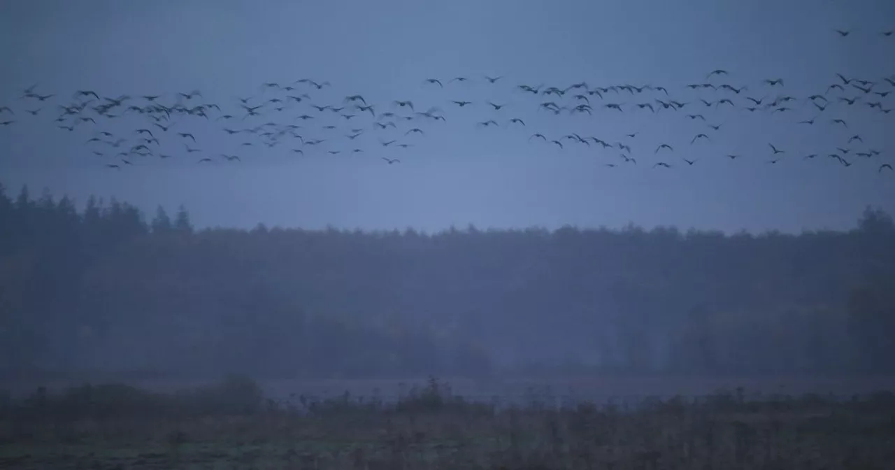 In de winter biedt het Fochteloërveen onderdak aan duizenden ganzen