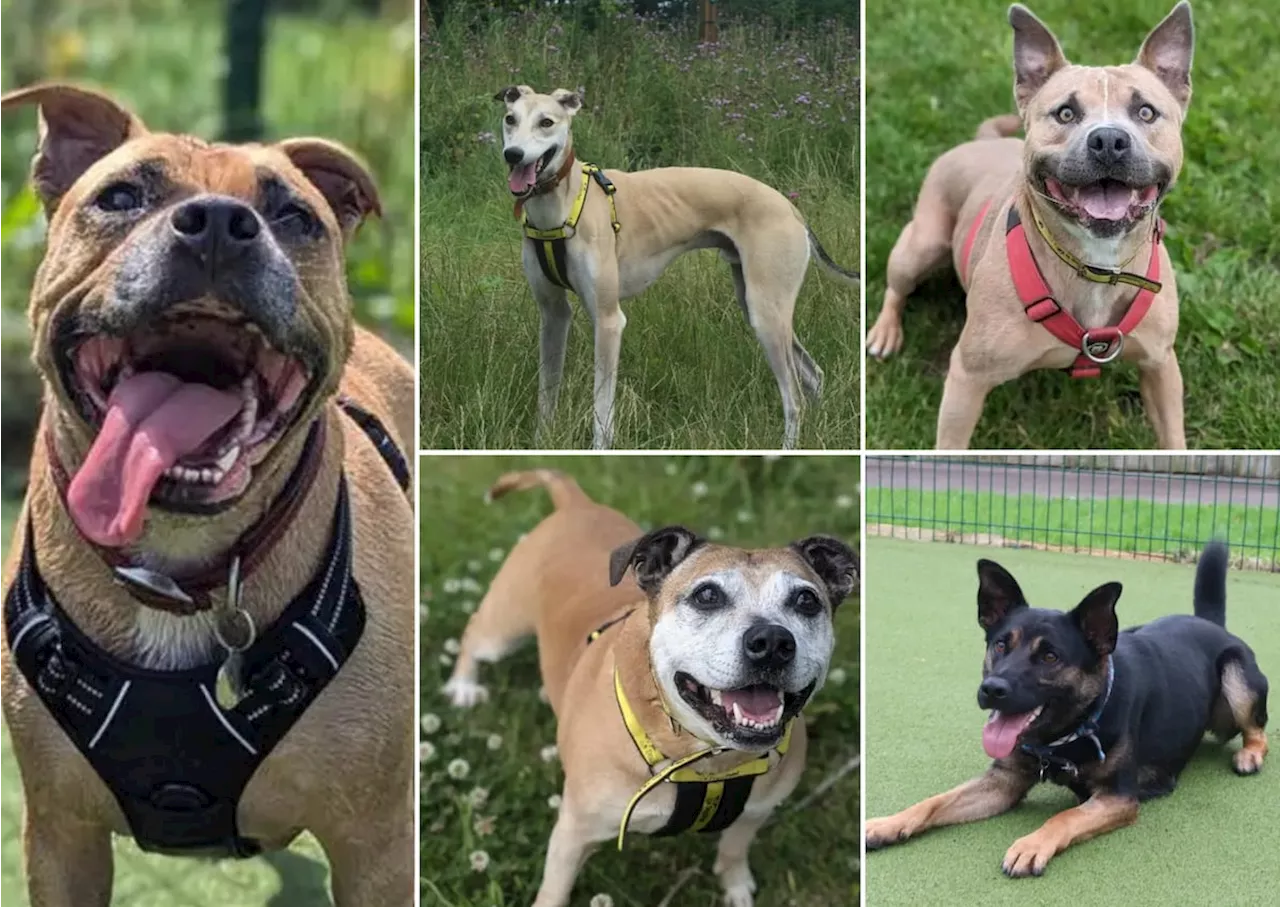 Dogs Trust: 23 adorable dogs in search for their forever homes in Shropshire this week