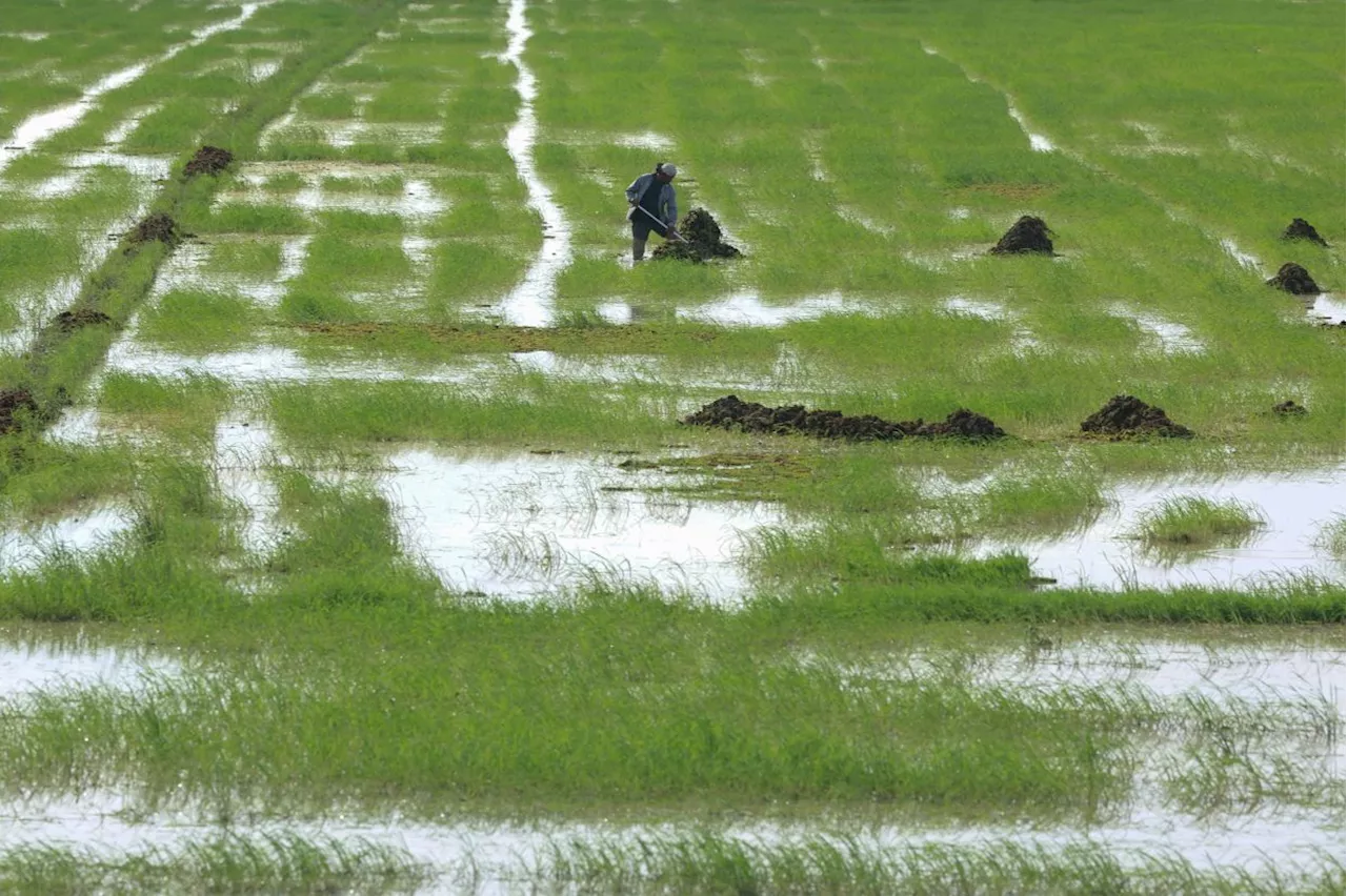 Floods: Padi farmers urged to register for crop takaful scheme