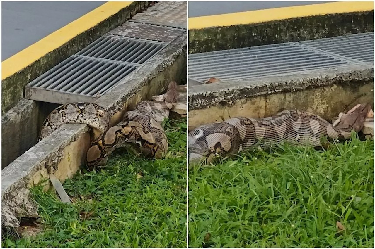 Snake drama in Eunos, Singapore: Python throws up a cat