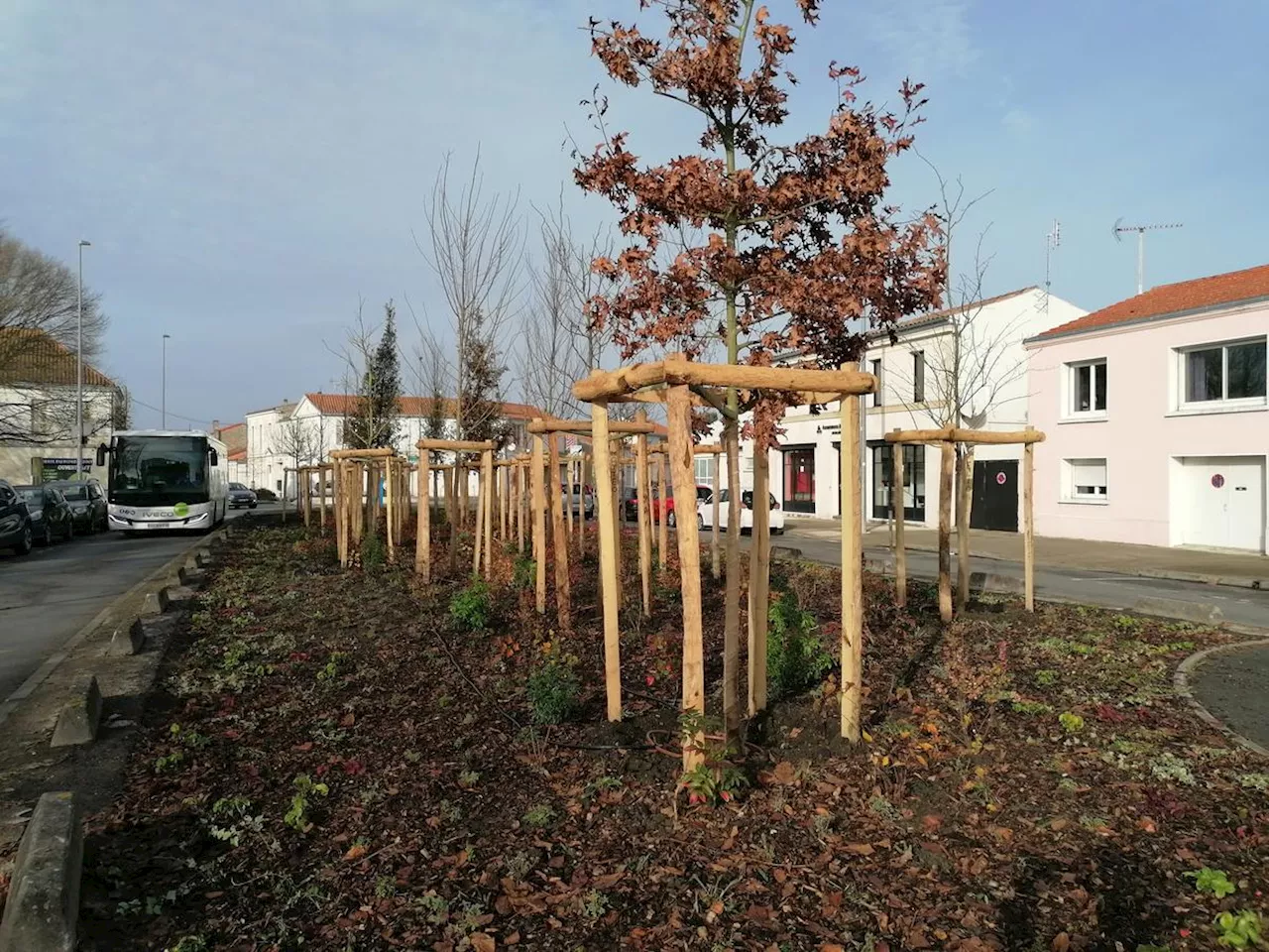 Rochefort : le remplacement des palmiers, le signe d’un double changement d’ère et d’air