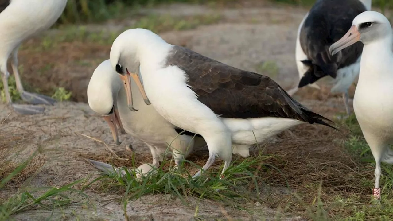 World's oldest known wild bird expecting again at 74