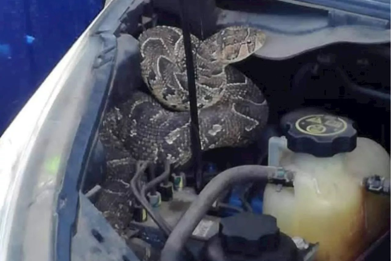 Step-by-step guide: What to do if you find a snake in your car