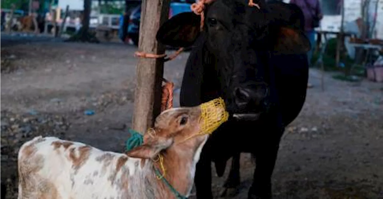 US Issues Order Requiring Bird Flu Testing for Milk Supply