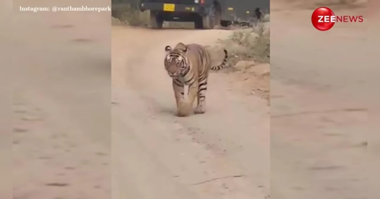 जंगल के रास्ते पर शान से टहलता दिखा बाघ, अद्भुत नजारा देख मंत्रमुग्ध हुए लोग; VIDEO