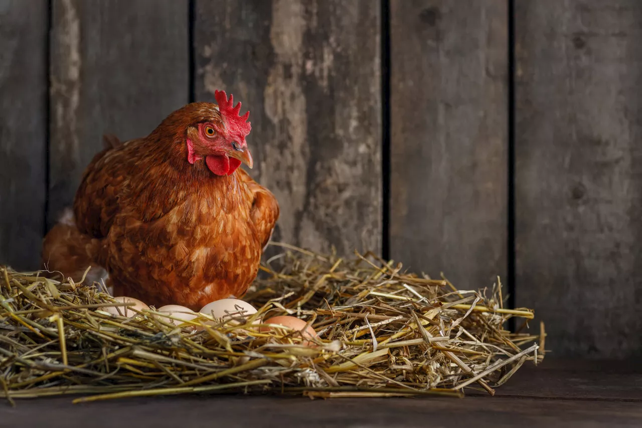 Froid, neige, congélateur : peut-on manger un œuf qui a gelé sans risque pour la santé ?