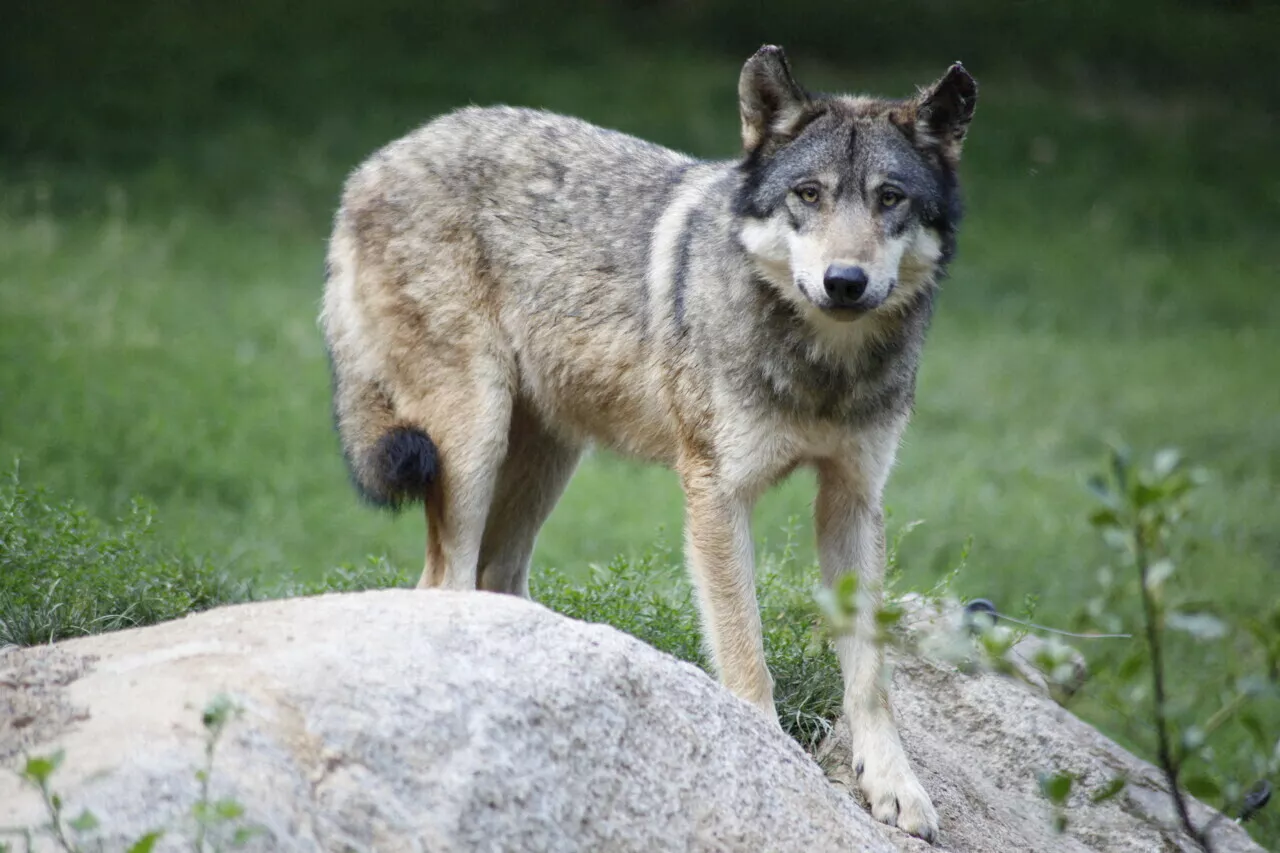 Le loup devient moins protégé en Europe : ce que cela va changer