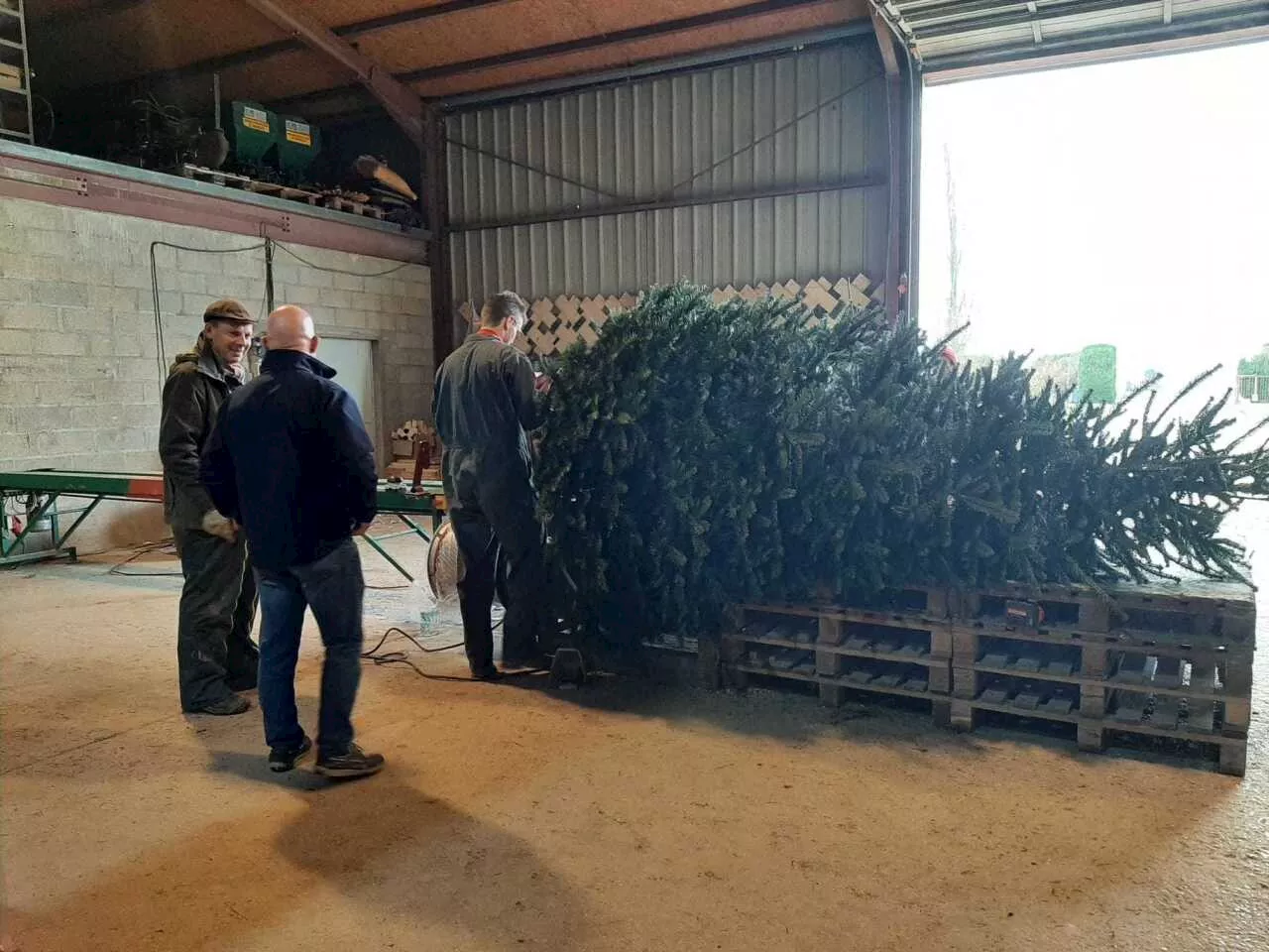 « Le sapin naturel, c’est un tout » : en Seine-et-Marne, ils plébiscitent les « vrais » sapins