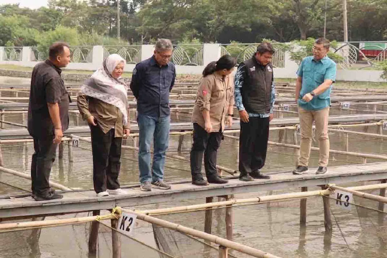 KKP kembangkan ikan nila srikandi andalkan teknik budi daya inovatif