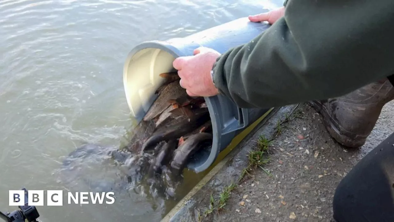 Goring: River Thames fishery restocked with 250 barbel