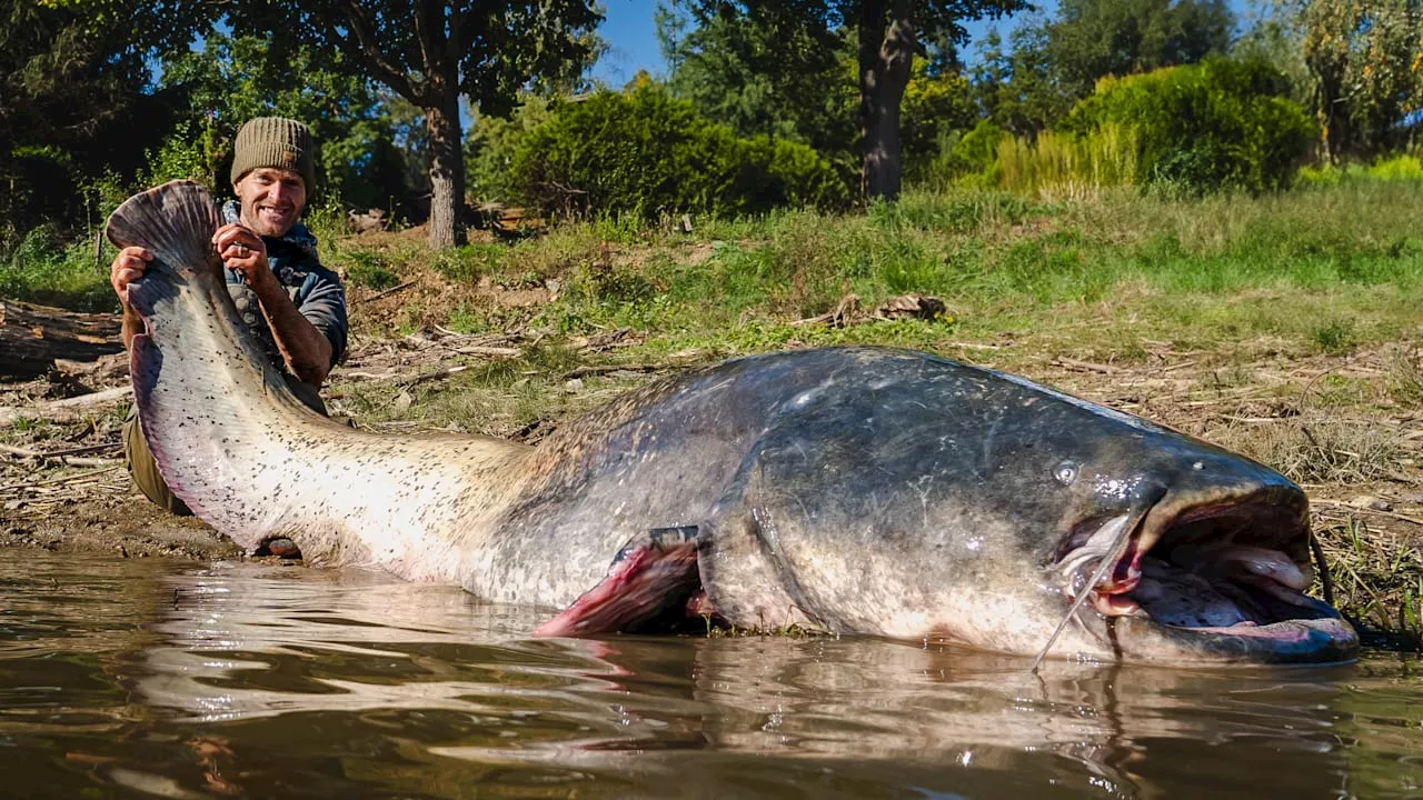 Angler schlagen Alarm: Klimawandel lässt Monster-Welse wachsen