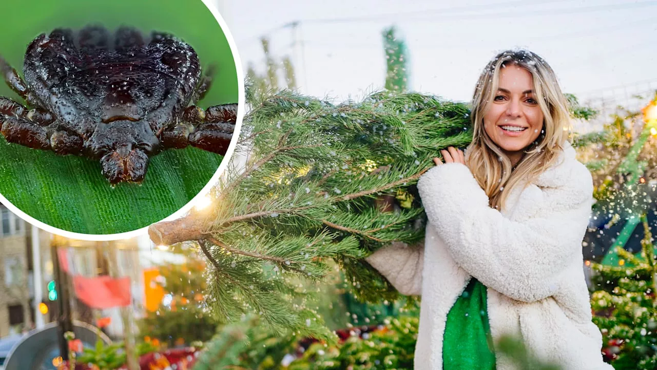 Im Weihnachtsbaum verstecken sich Zecken, Spinnen und Läuse