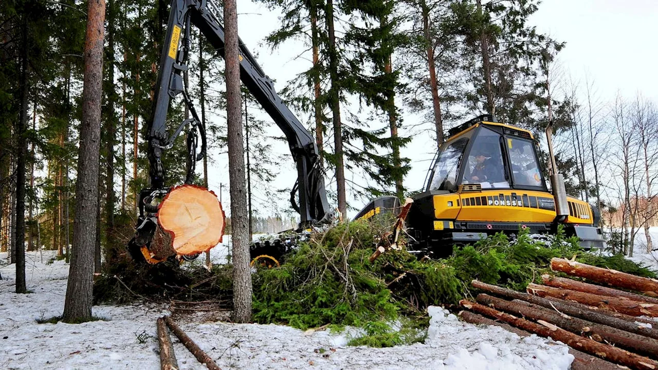 Grönt näringslivsindex visar framtidstro hos skogsägare