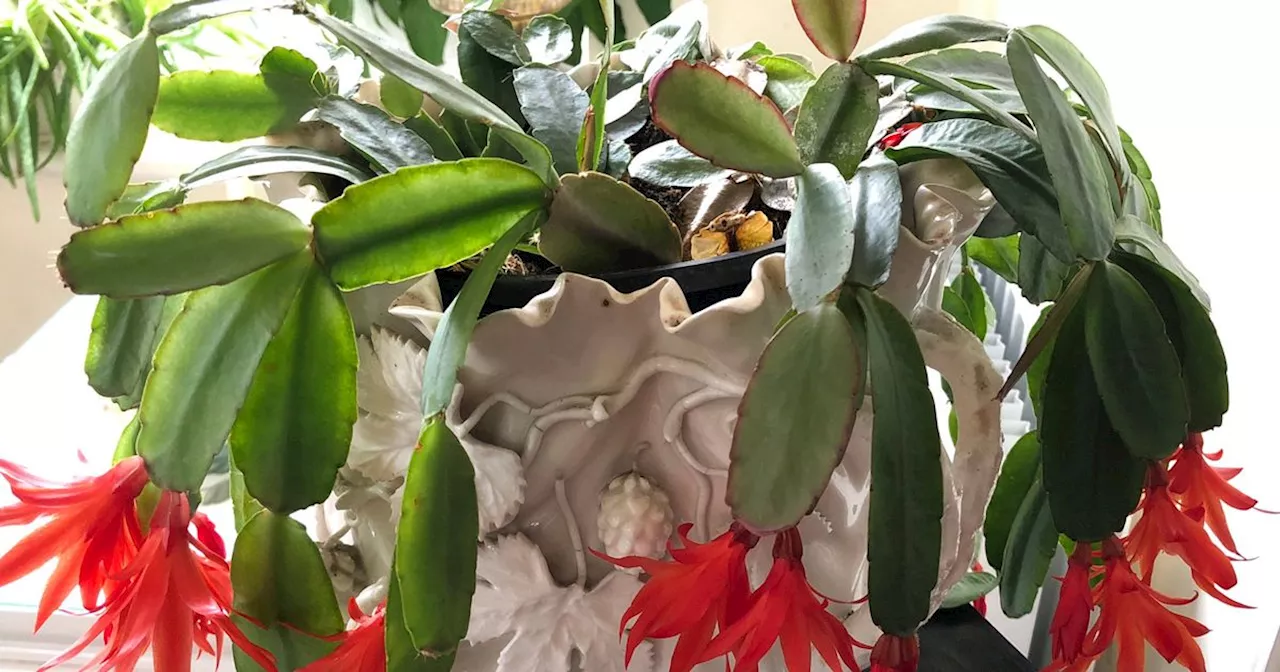 'Encourage' Christmas cactus blooming by pruning at specific time, expert says