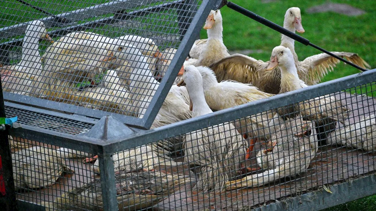 Mecklenburg-Vorpommern: Landkreis lässt nach Vogelgrippe-Ausbruch 17.500 Puten töten