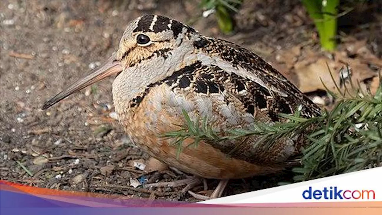 American Woodcock, Burung Terbang Lambat dengan Perilaku Unik