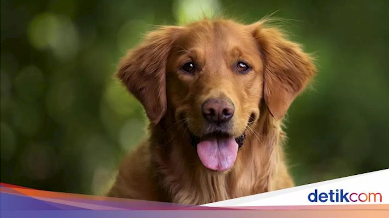 Sejak Kapan Manusia dan Anjing Berteman? Ini Penjelasan Studinya