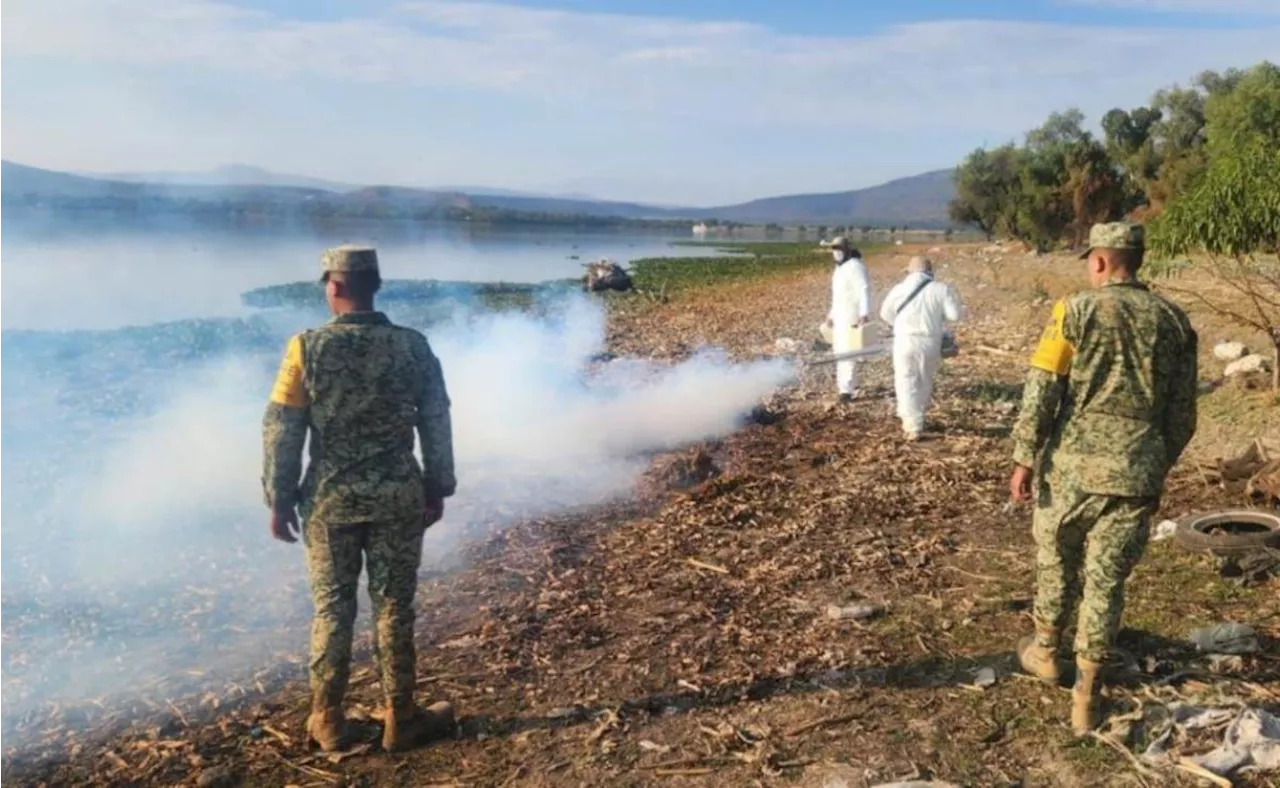 Inician con los trabajos de trituración del lirio acuático en Hidalgo; fumigan contra el mosquito Culex