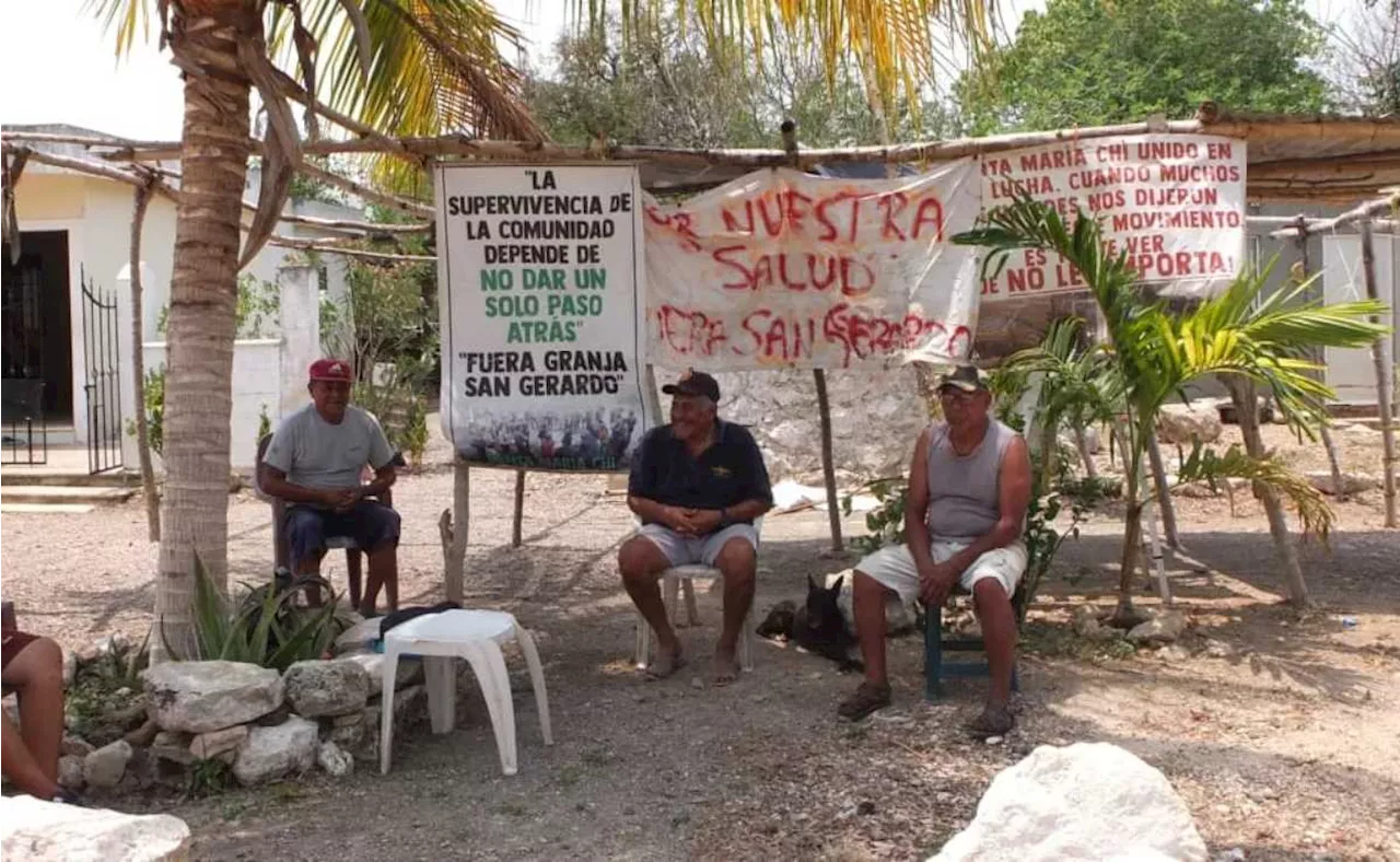 ONU intervendrá por contaminación de granja de cerdos en Yucatán; comisario comparecerá por denuncia de secuestro