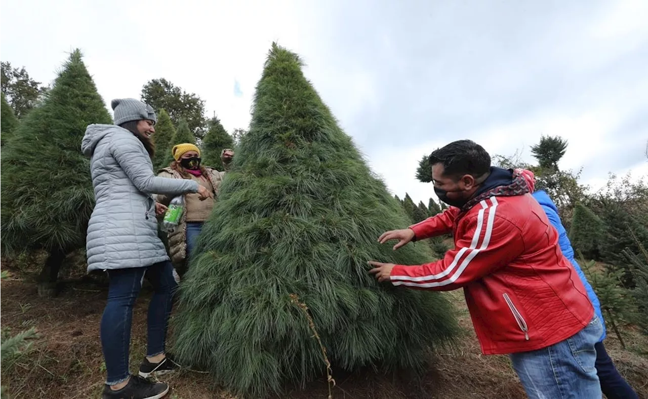 Árboles de navidad naturales en CDMX y Edomex, ¿dónde comprar el ideal?; consulta aquí algunas opciones