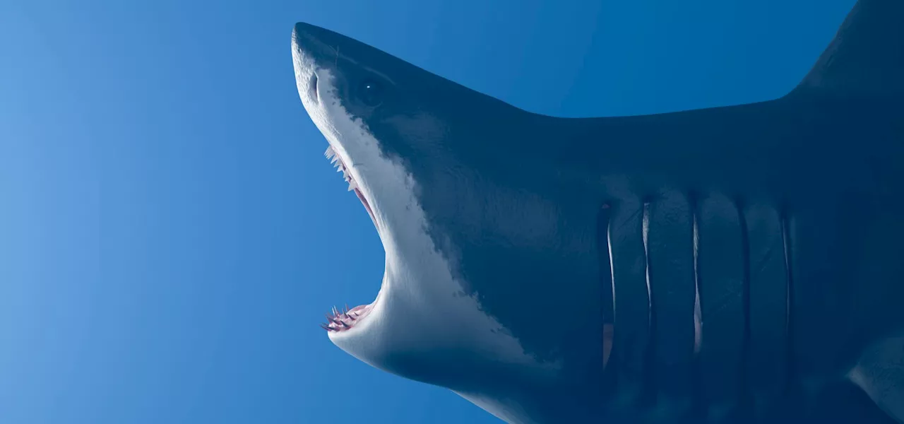 Sharks Are 50 Million Years Older Than Trees—A Biologist Explains