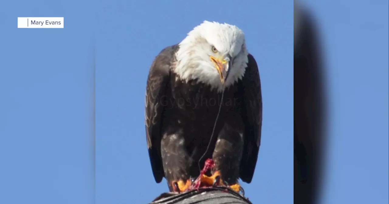 Community rallies for beloved eagle after swallowing fish hook