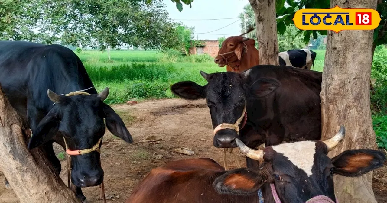 Animal Husbandry Tips: सर्दियों में दुधारू पशुओं के लिए खतरनाक यह वायरस, तुरंत फैलता है फुट एंड माउथ डिजीज