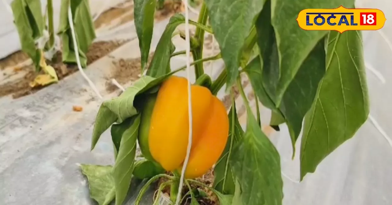 Cultivation of Capsicum: पॉलीहाउस में रंगीन शिमला मिर्च का उत्पादन, किसानों को हो रहा भारी मुनाफा