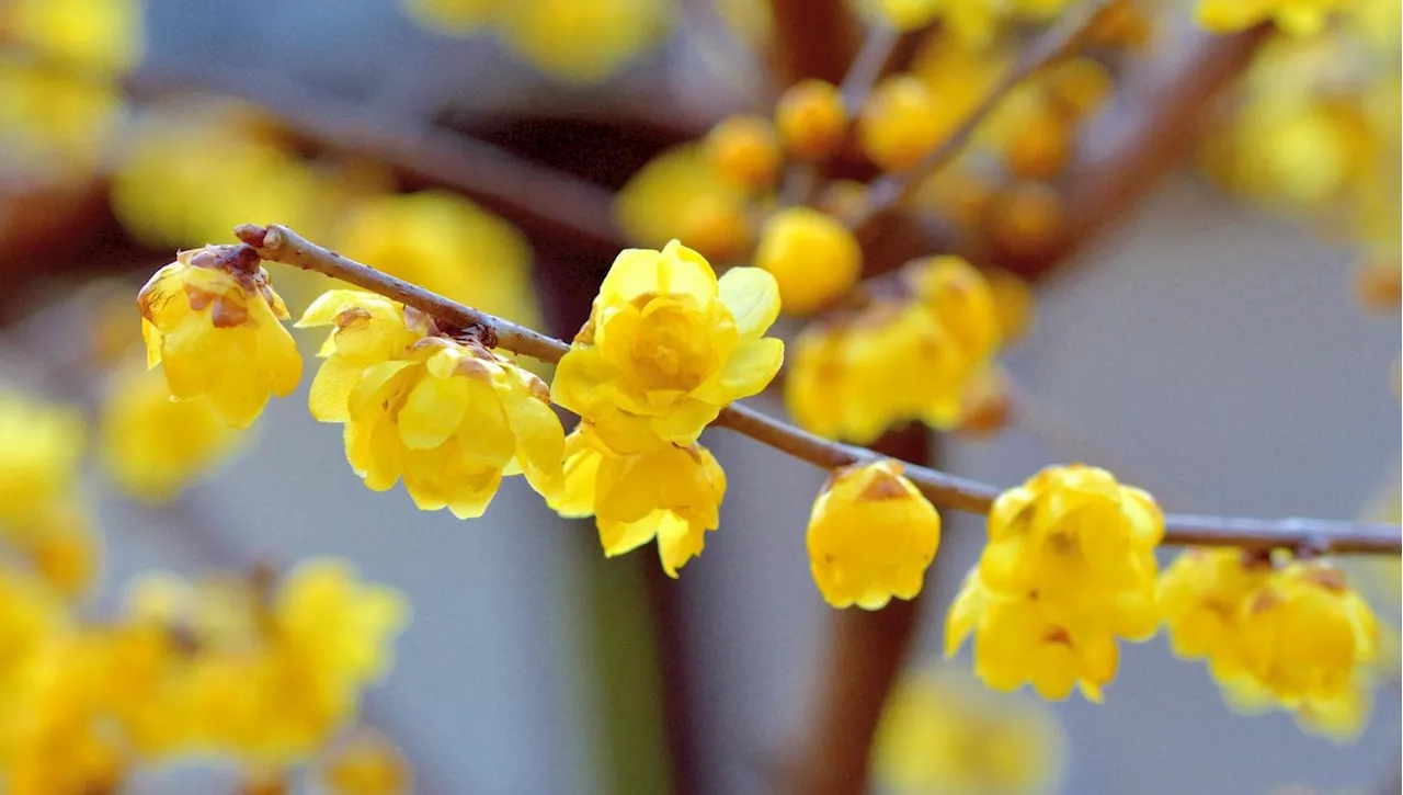 Calicanto invernale, l’arbusto resistente al freddo che viene dalla Cina