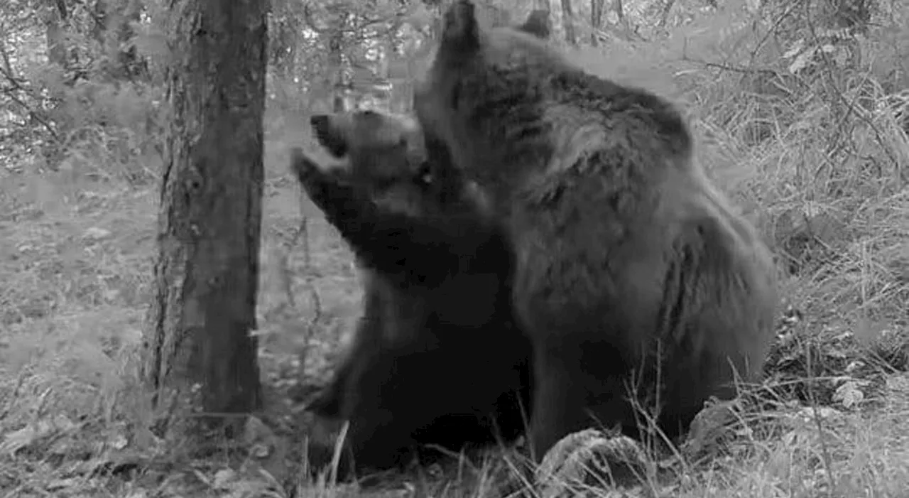 Morto un cucciolo dell'orsa Barbara. Le ipotesi: un incidente, la caccia o l'infanticidio