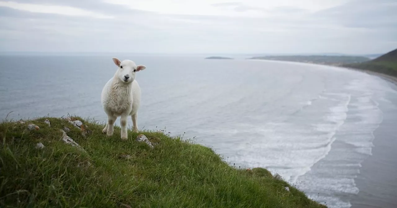 Investigation launched after dead sheep wash up on popular Donegal beach