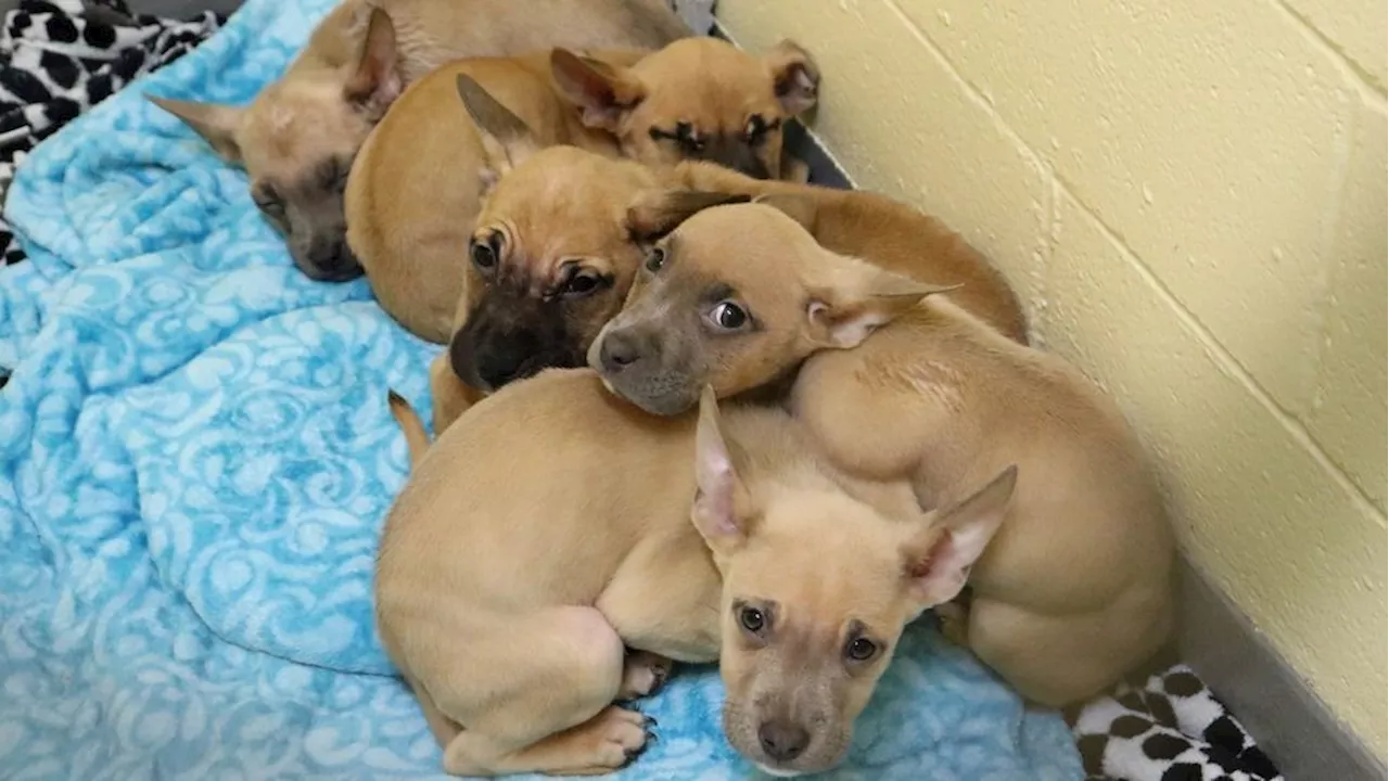 Puppies rescued from brink of hypothermia in Pierce County