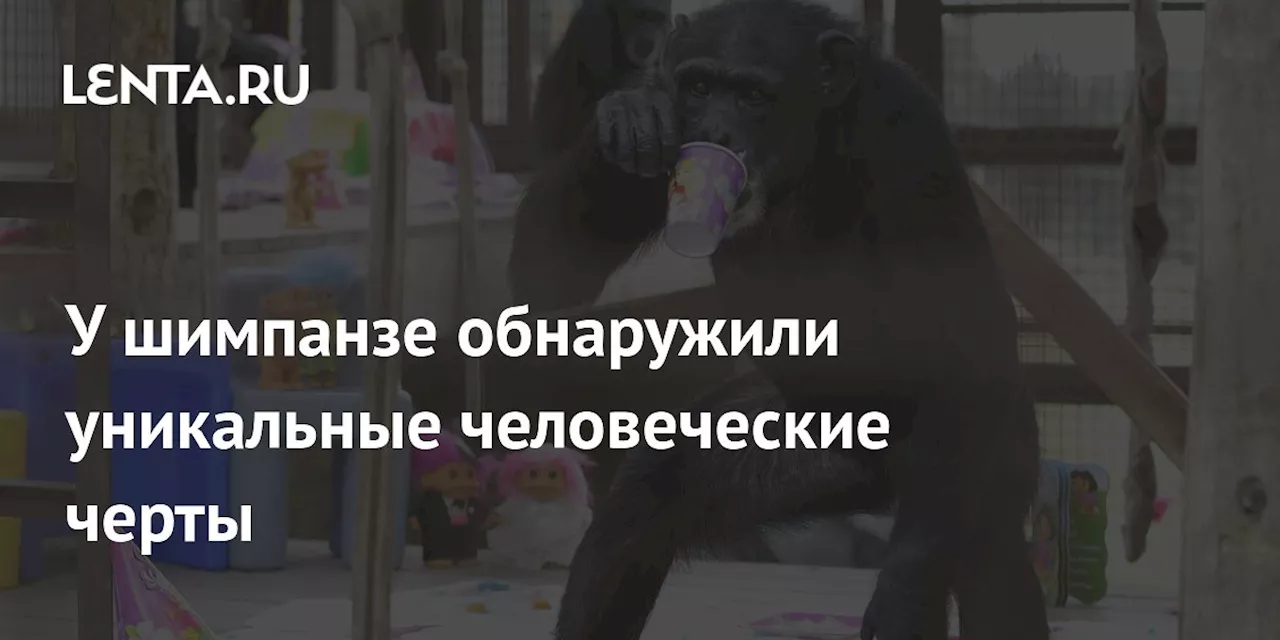 У шимпанзе обнаружили уникальные человеческие черты