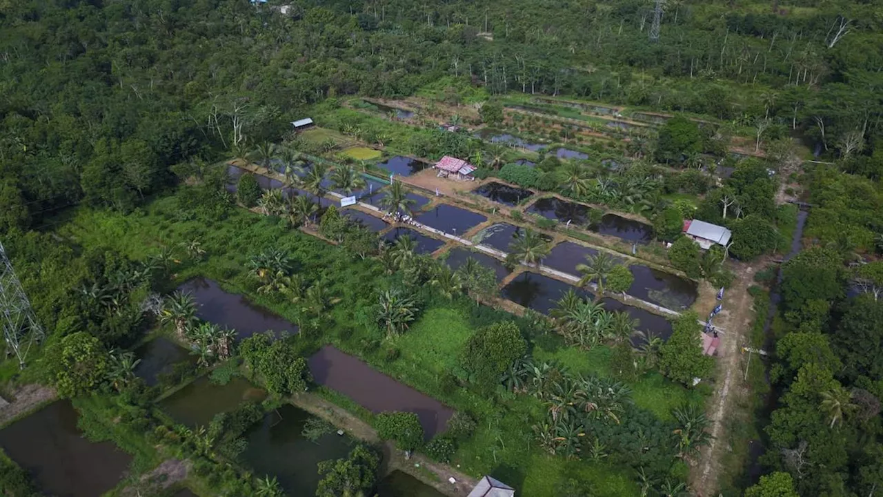 Ikan Patin dan Nila jadi Andalan Pembudidaya di Kalimantan Tengah