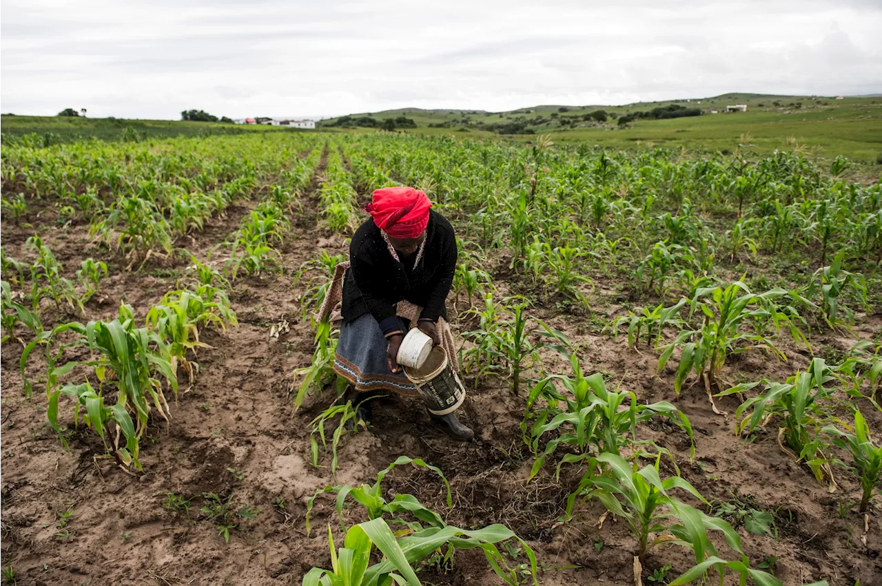 Champion gender equality in agriculture now