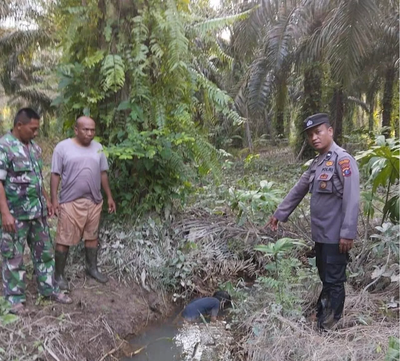 Mayat Laki-laki Ditemukan di Areal Perkebunan Sawit di Simalungun