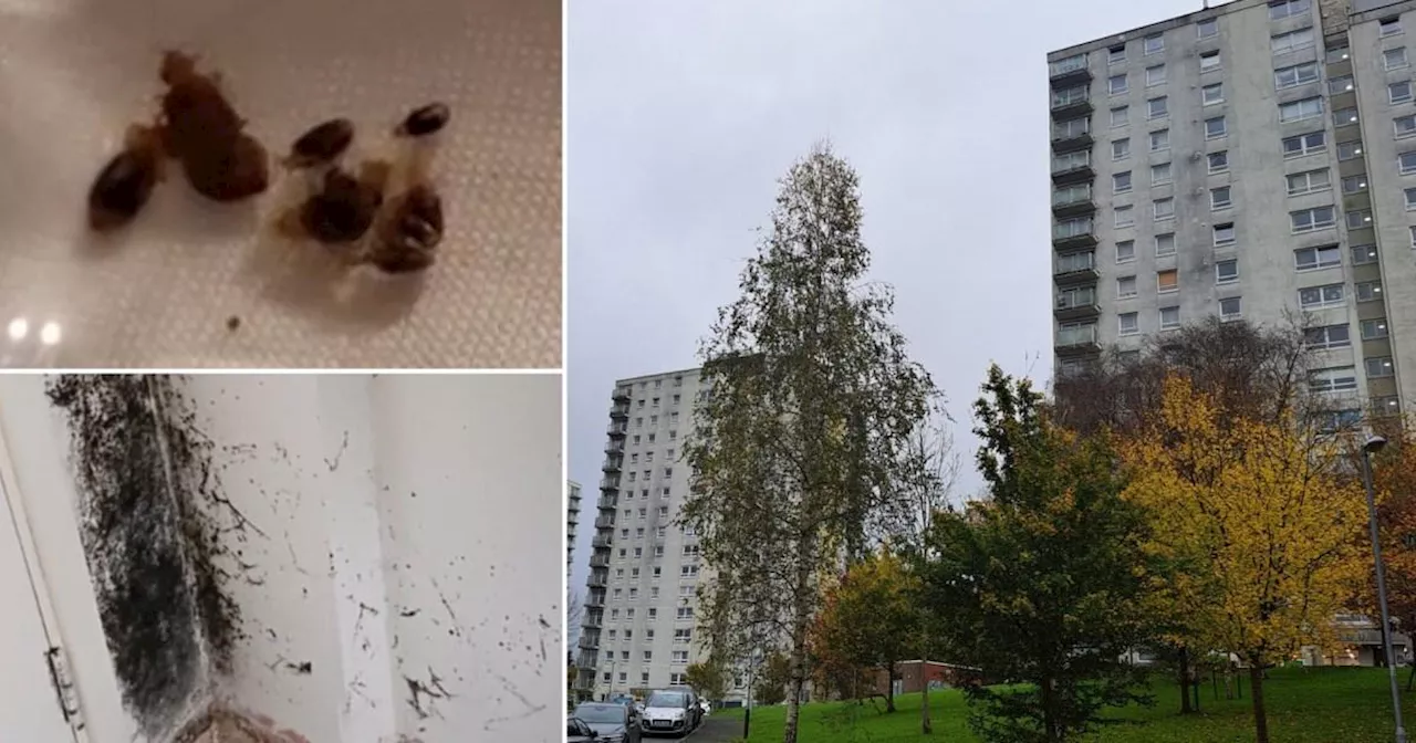 Residents in housing block say they are 'living in hell' over 'bed bug epidemic'