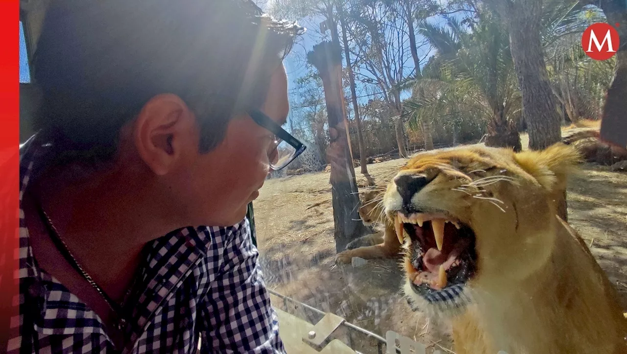 'De cita con los leones'; una aventura extrema para disfrutar en Africam Safari, Puebla